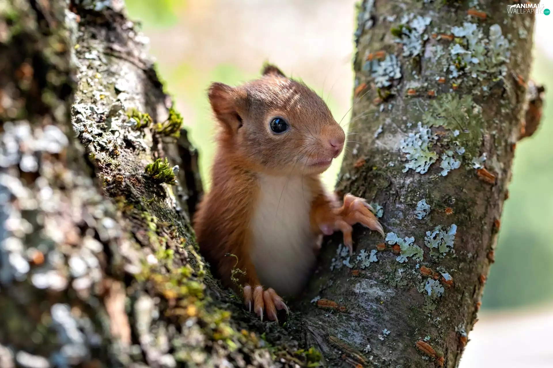 trees, small, squirrel