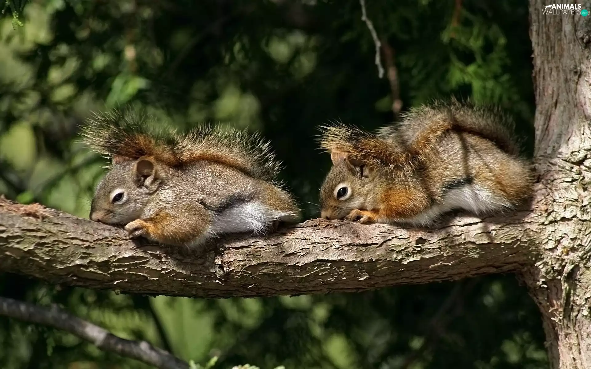 trees, Sleeping, squirrels