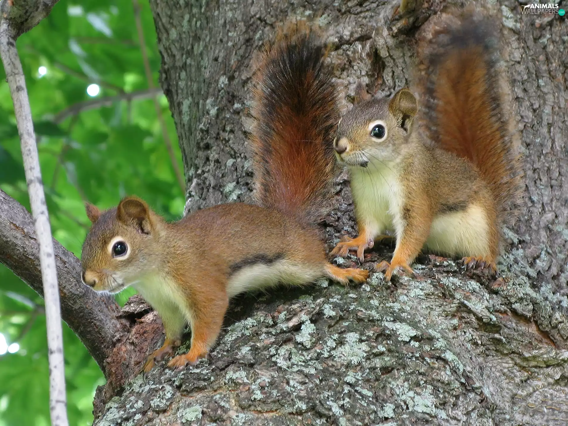 trees, young, squirrels