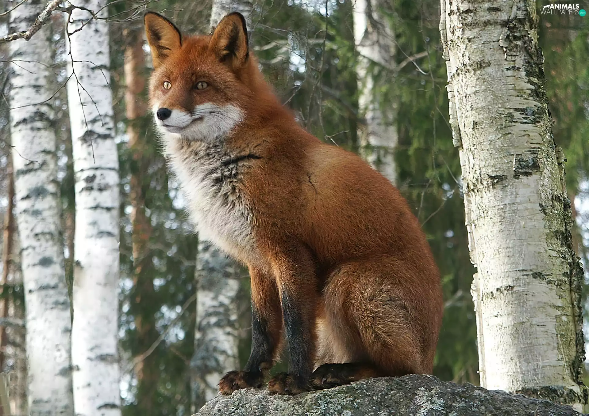 trees, fox, Stems