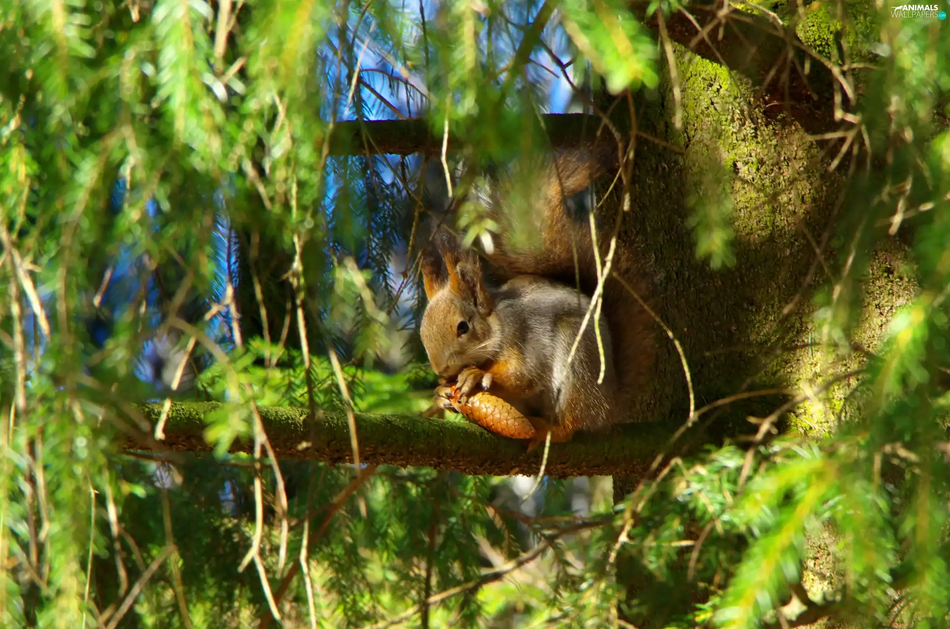 summer, squirrel, cone, trees