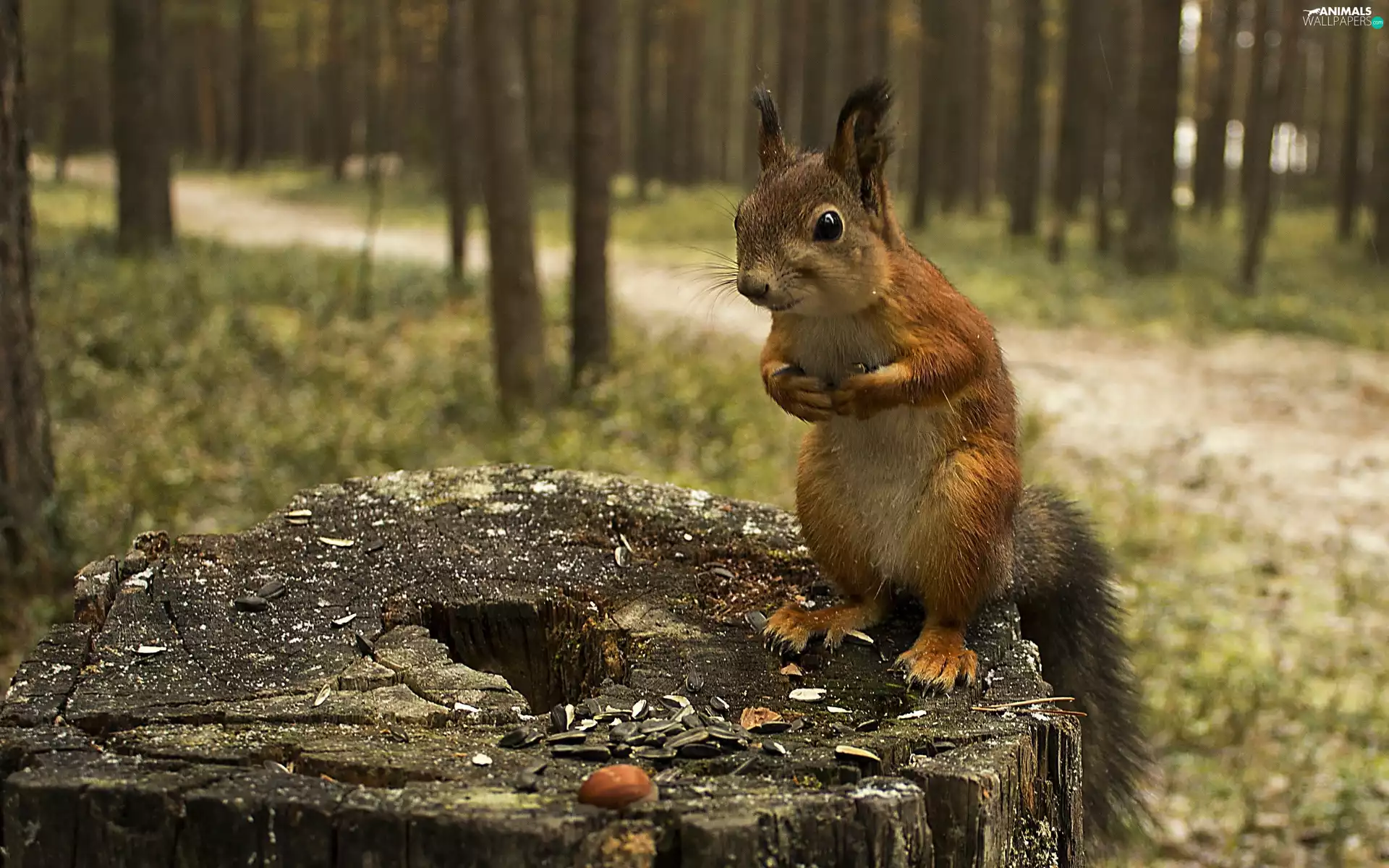 viewes, trunk, sunflower, trees, squirrel, seeds, forest