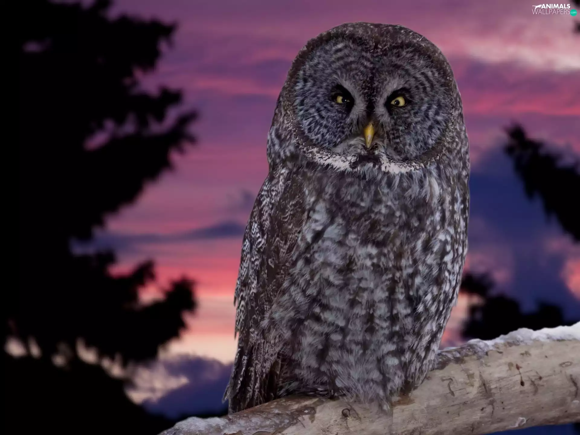 trees, viewes, Tawny owl great gray owl, Great Sunsets, owl