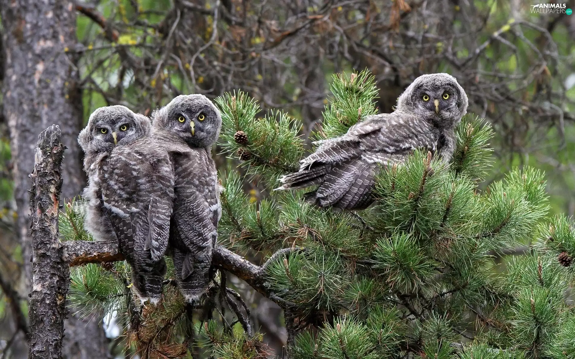 trees, Owls, Tengmalm