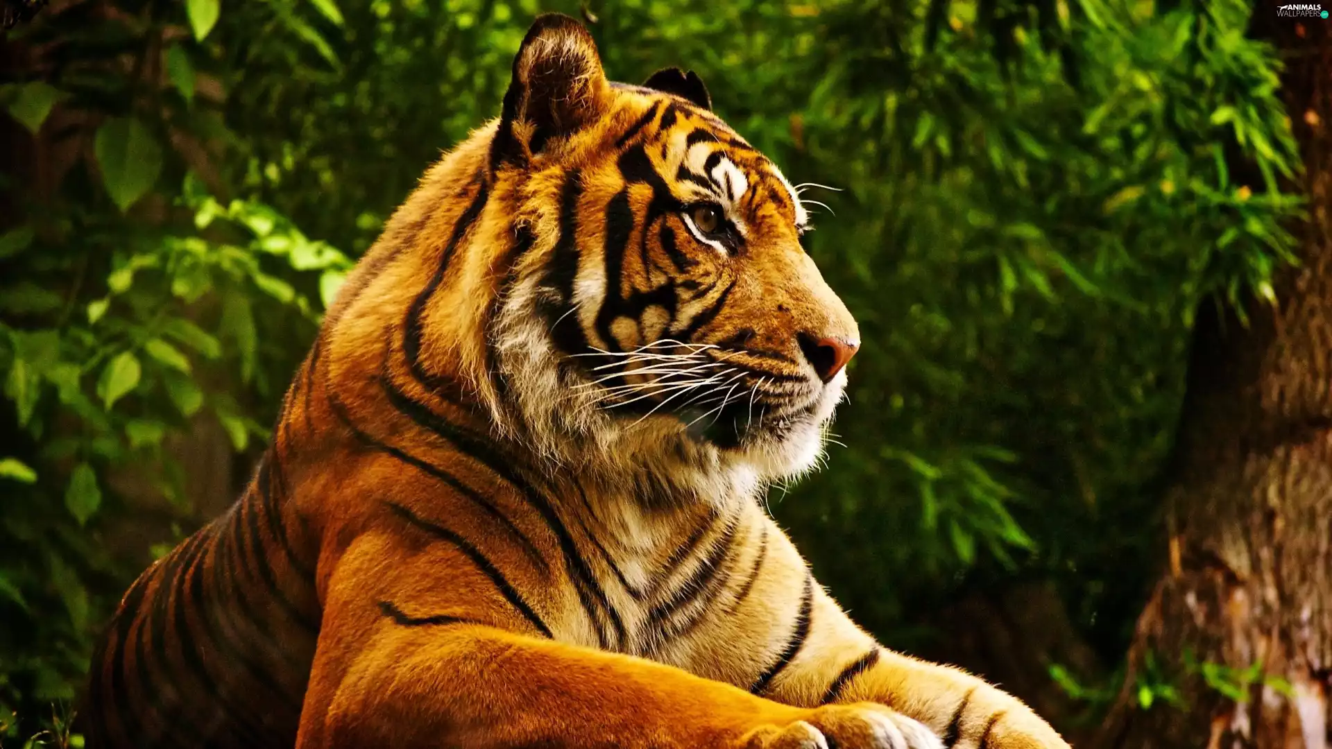 tiger, viewes, resting, trees