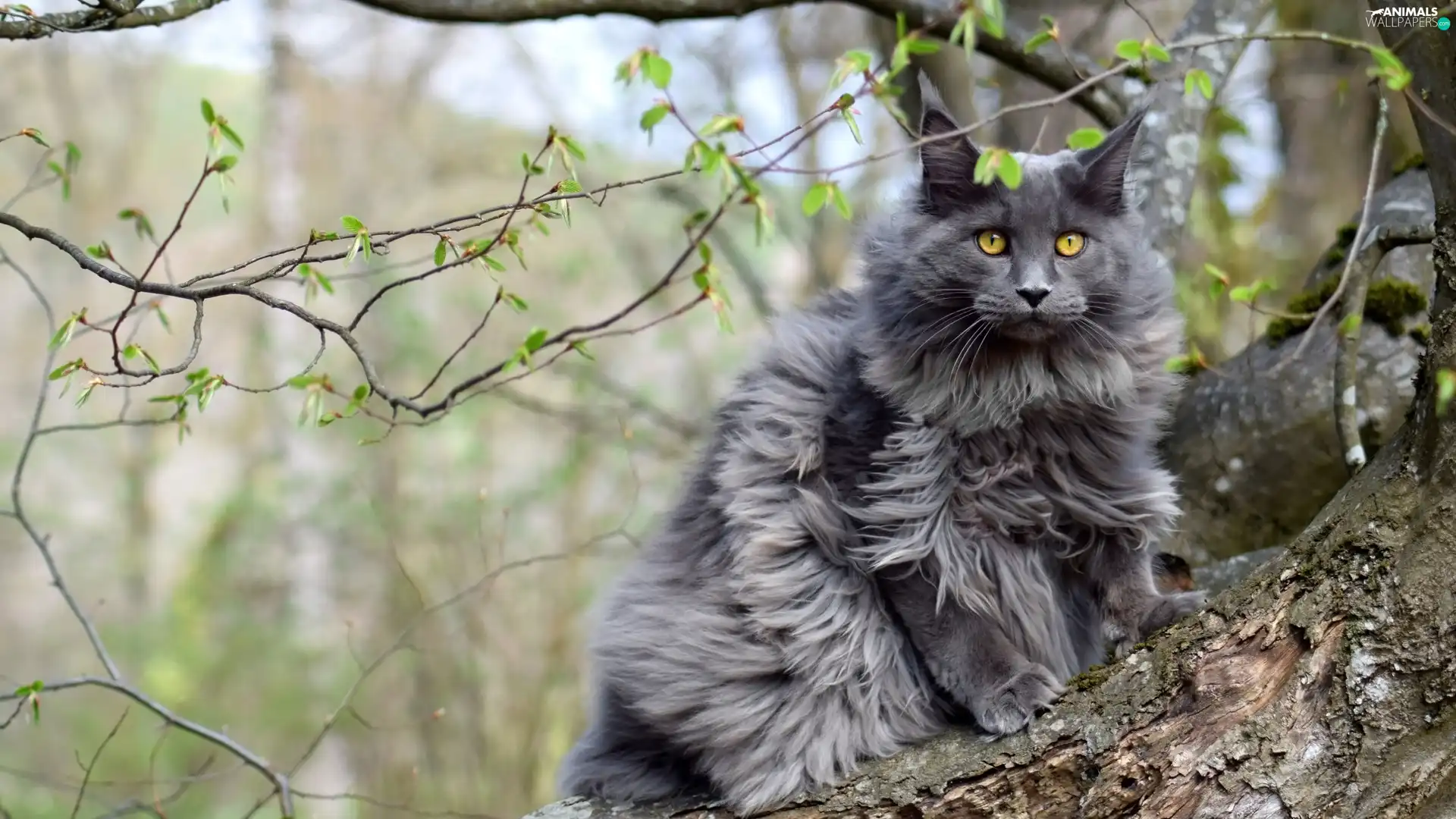 cat, trees, Twigs, Maine Coon