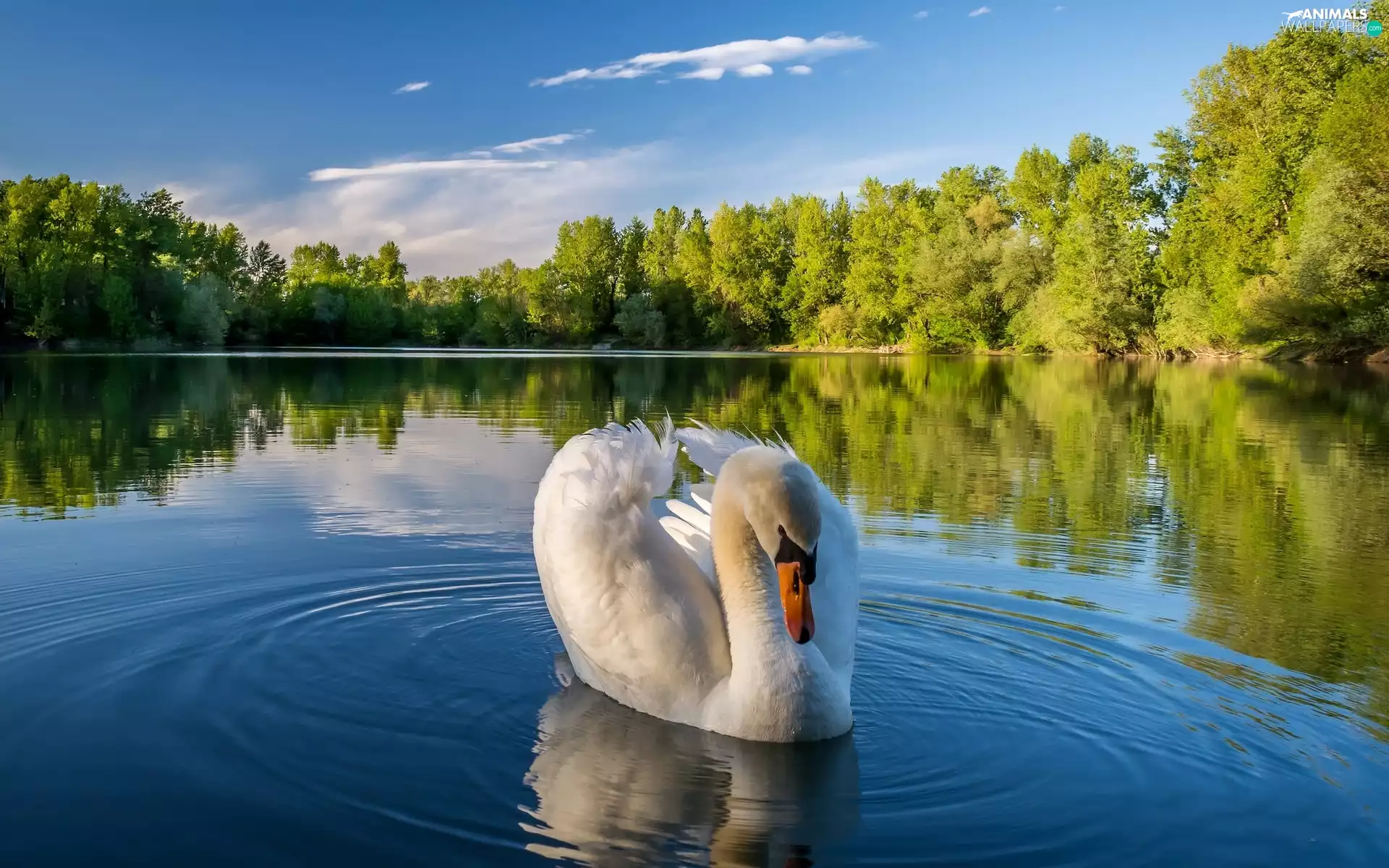Swans, trees, viewes, Pond - car