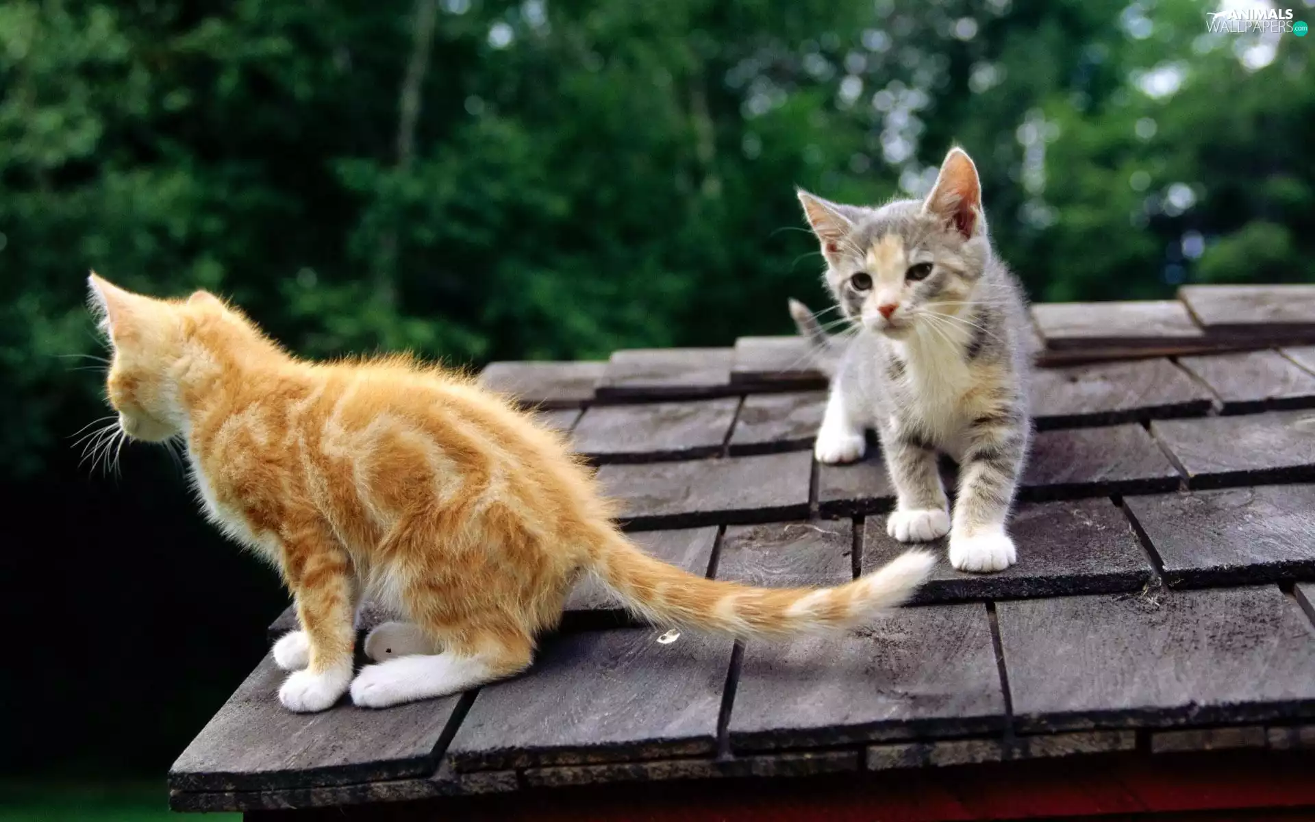 cats, trees, viewes, the roof