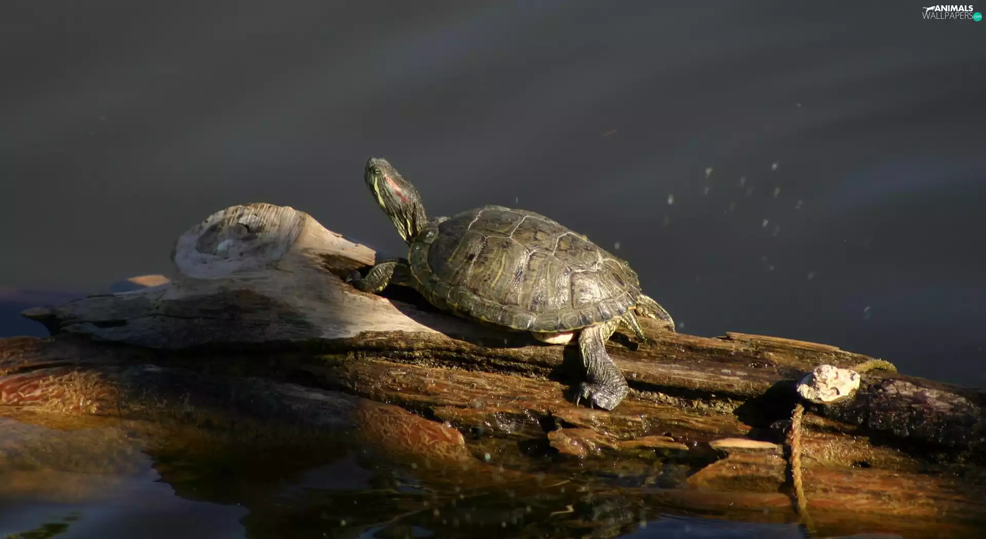 trees, turtle, water
