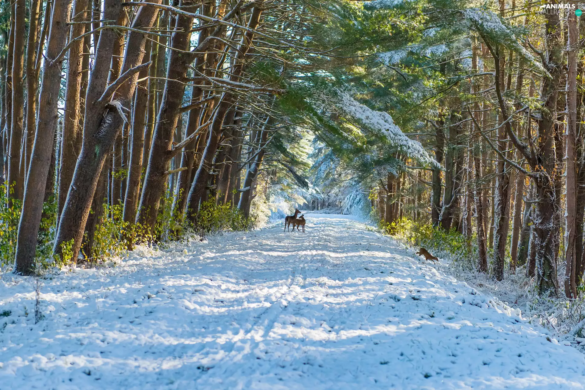 viewes, forest, Way, trees, winter, snow, deer