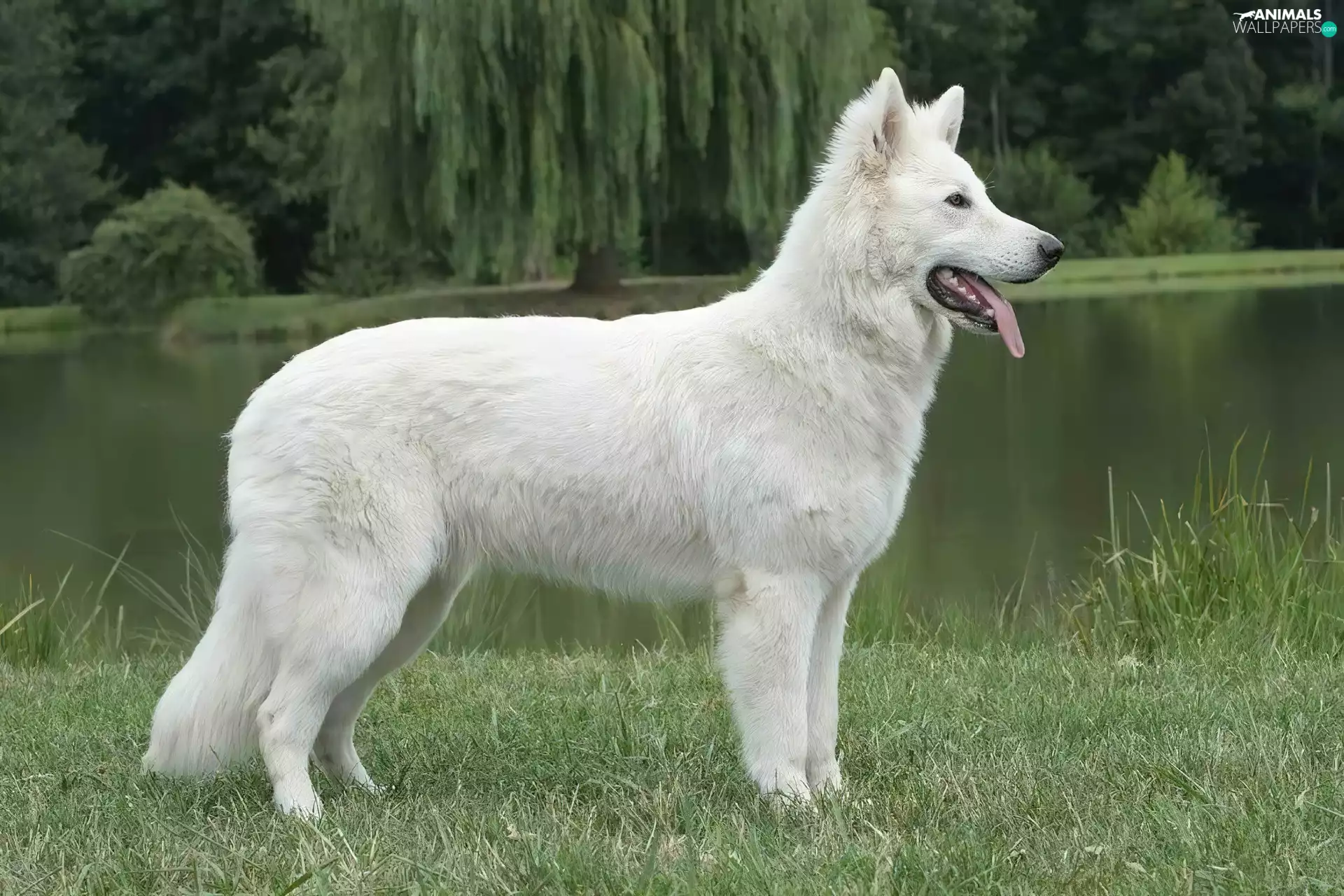 trees, viewes, Shepherd US-Canadian, water, White Swiss Shepherd