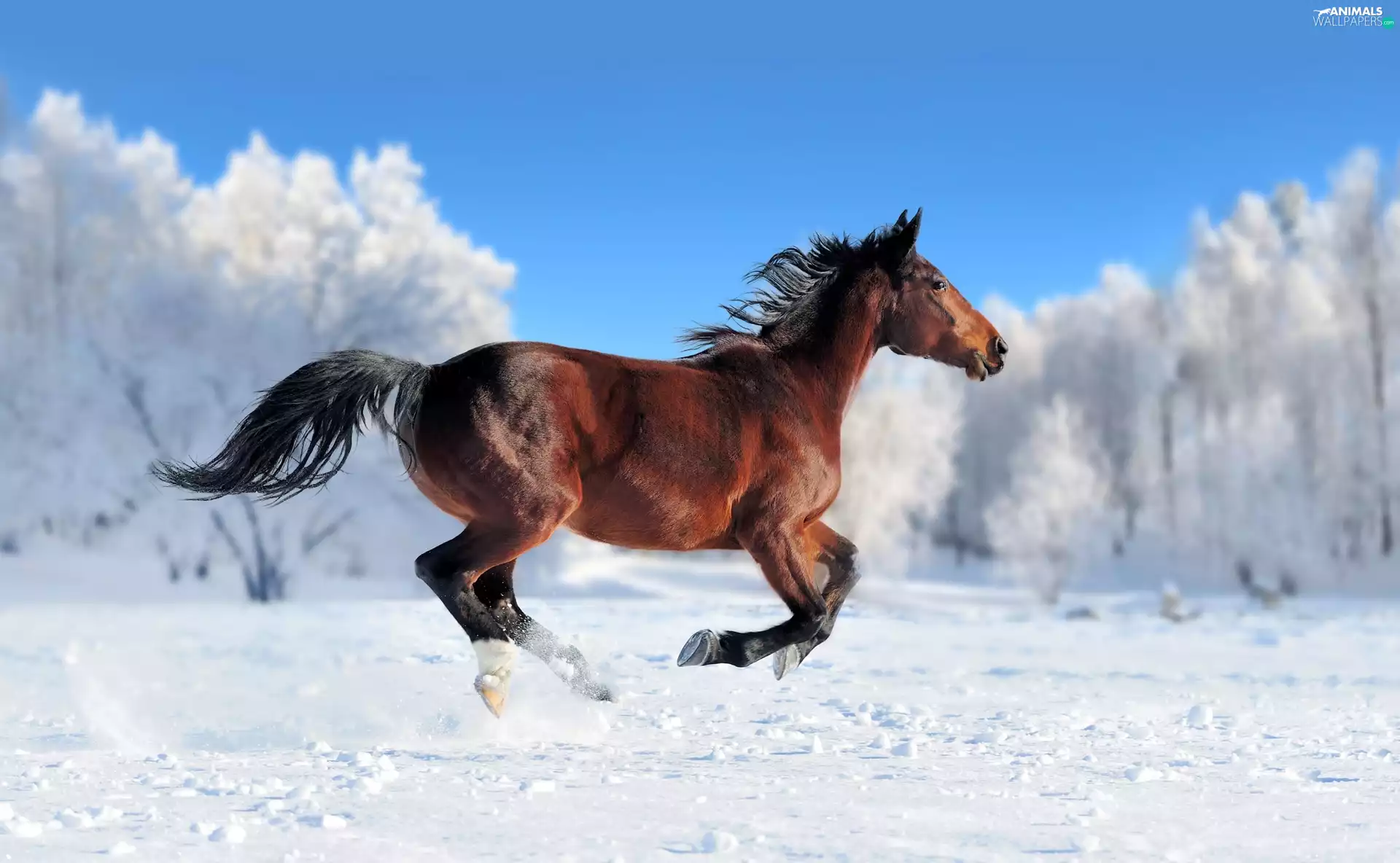 winter, viewes, Horse, trees