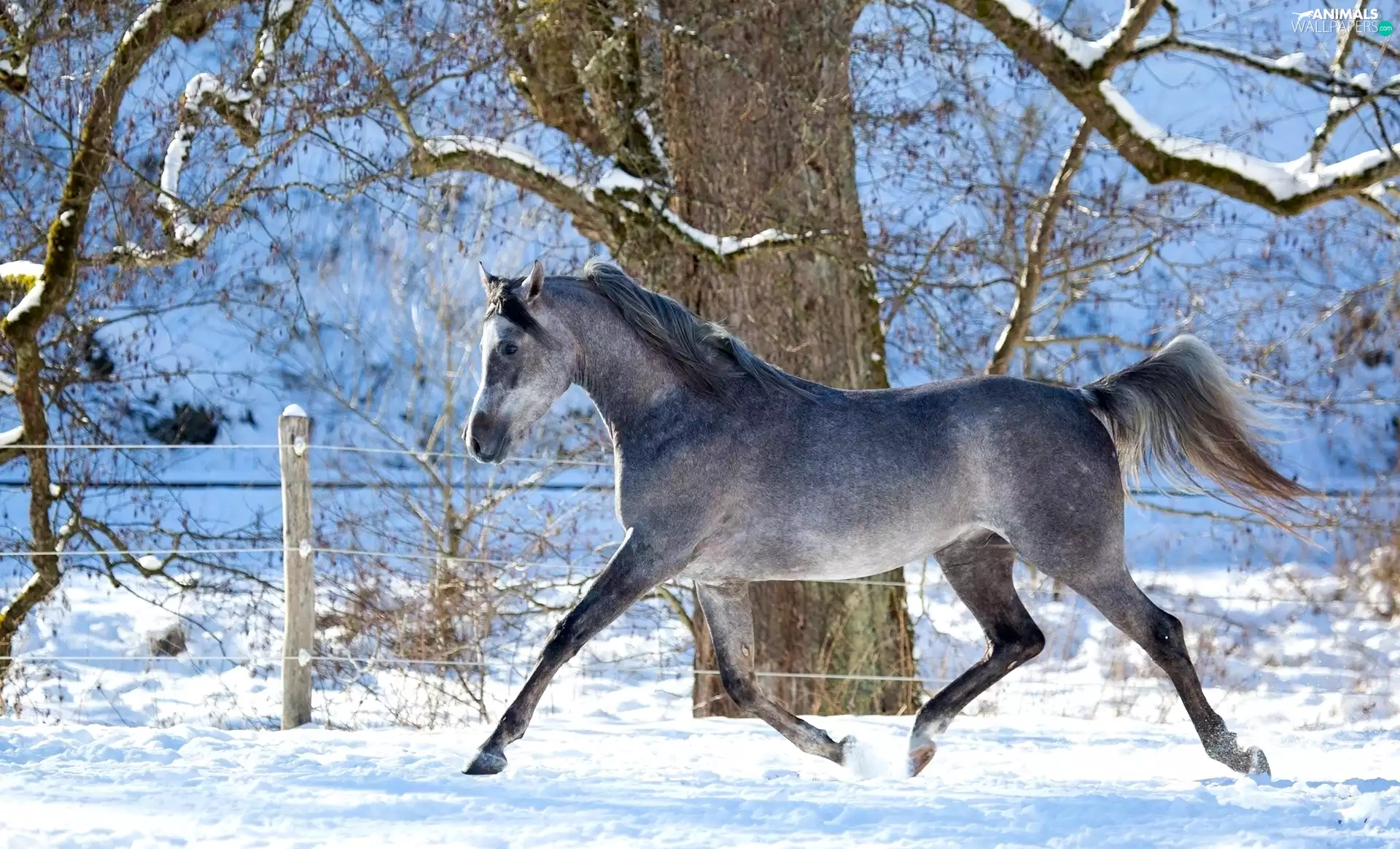 trees, Horse, winter