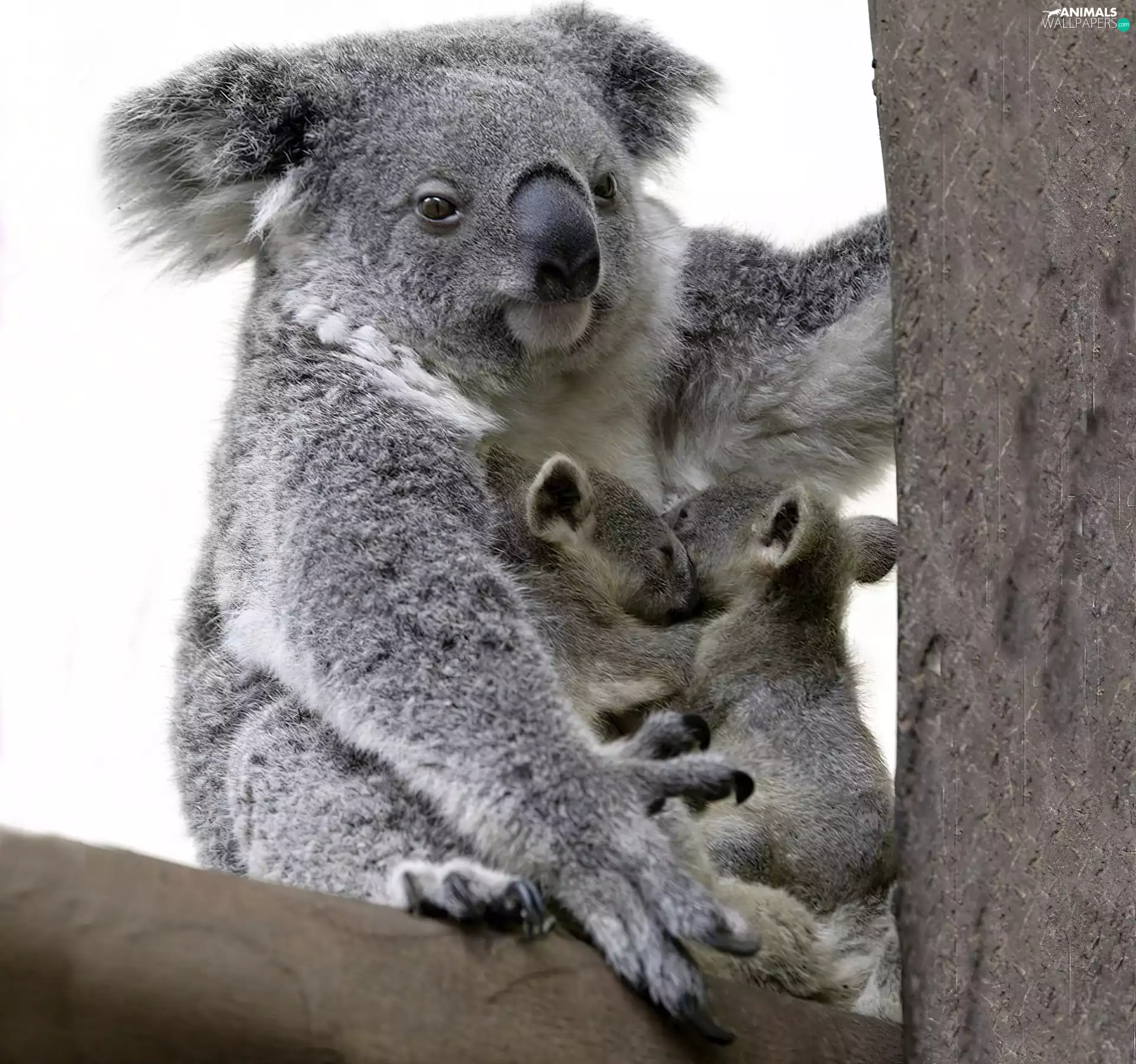 trees, Koala, young