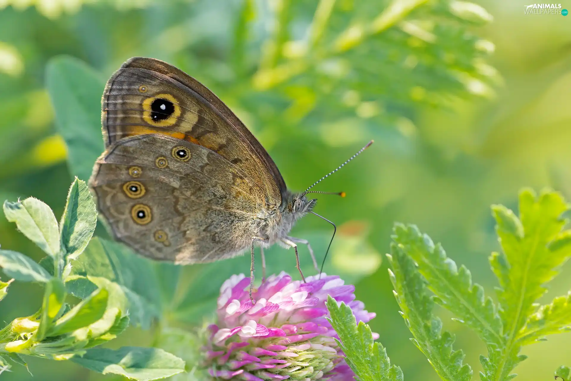 butterfly, trefoil, Leaf, Colourfull Flowers