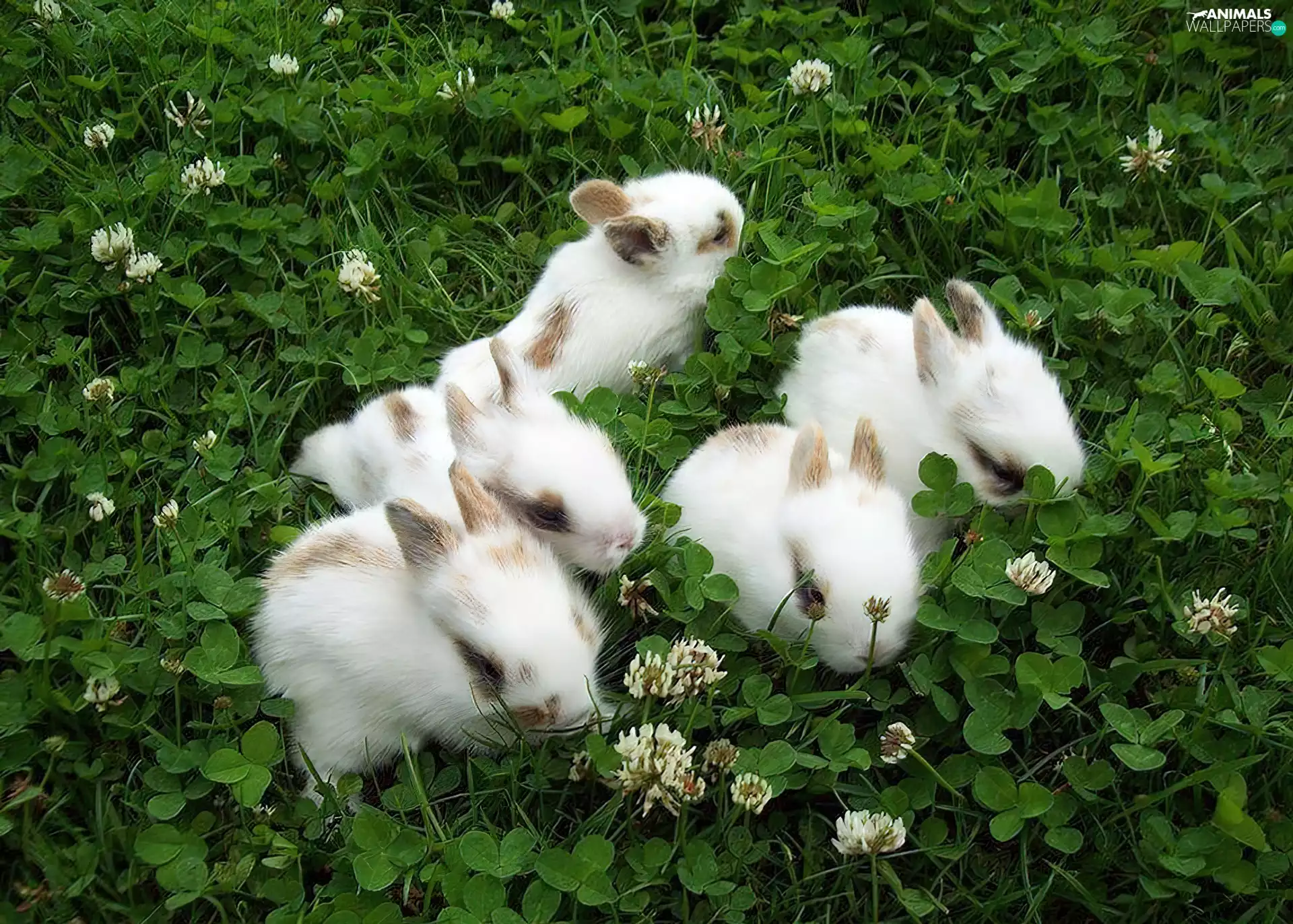 trefoil, Rabbits, Meadow