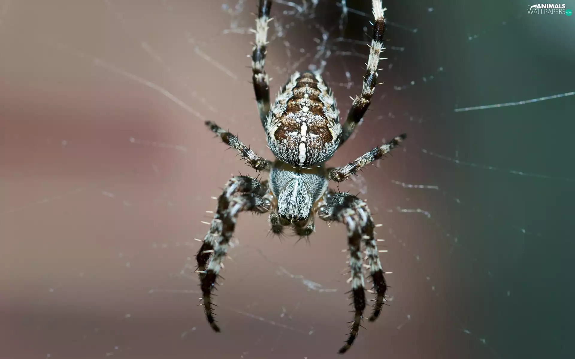 trestle, rapprochement
