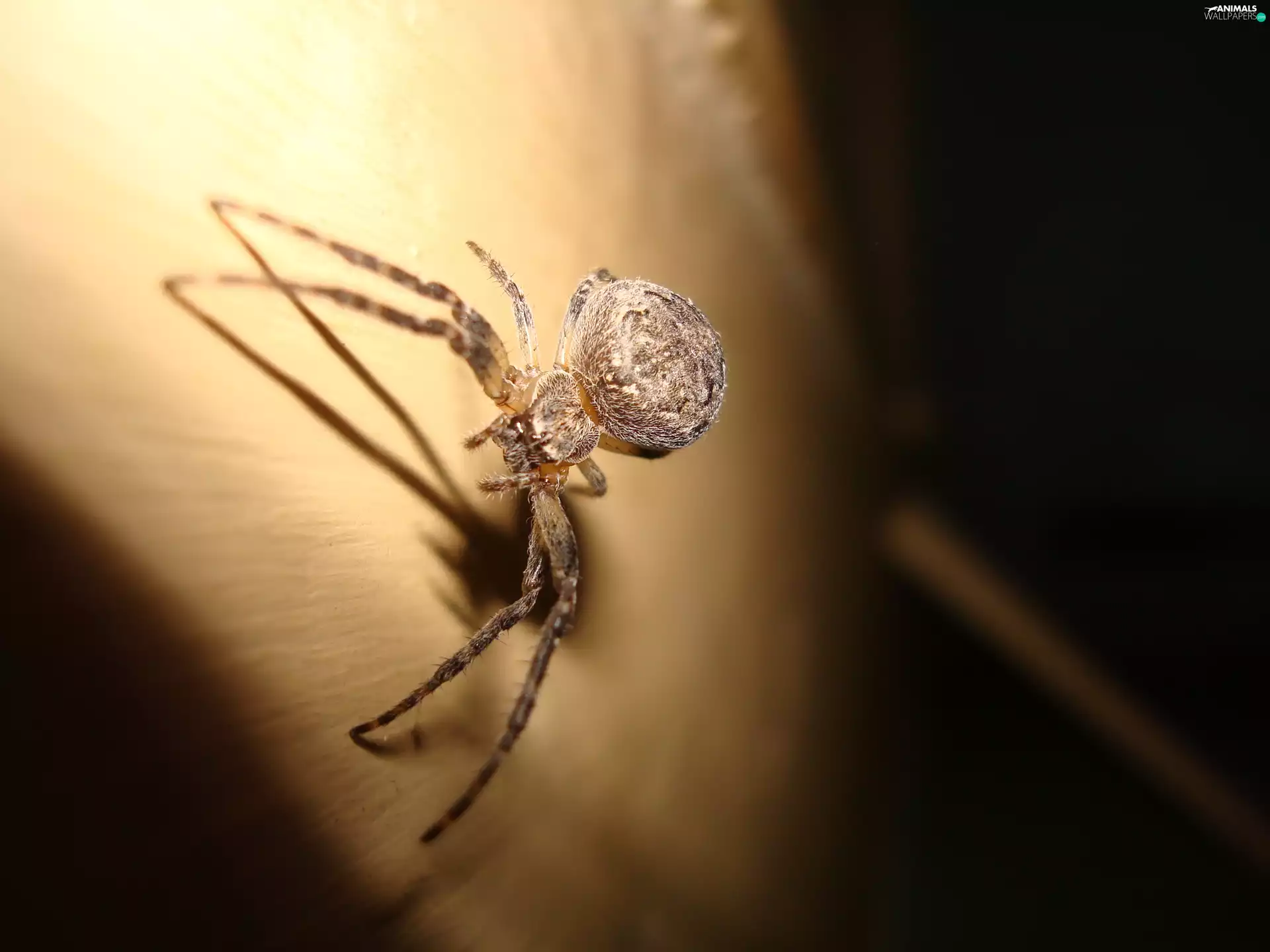 trestle, domesticated, Spider