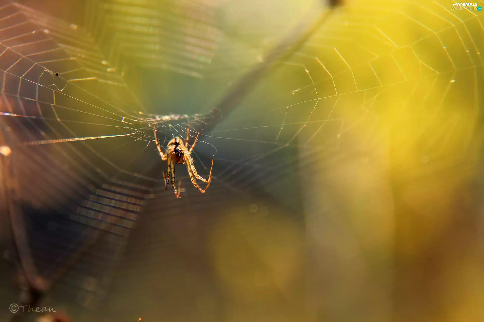 Spider, Web, net, trestle