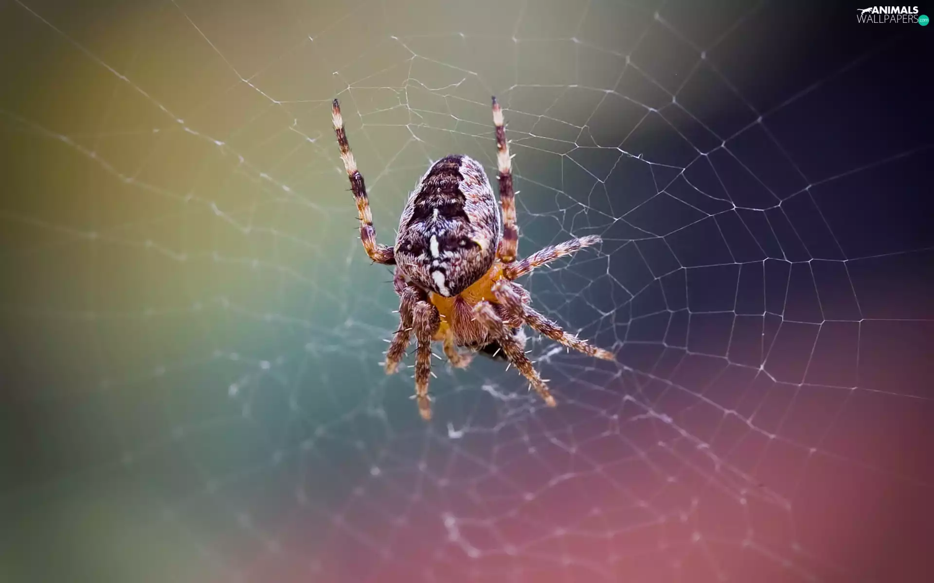 trestle, Web, Spider