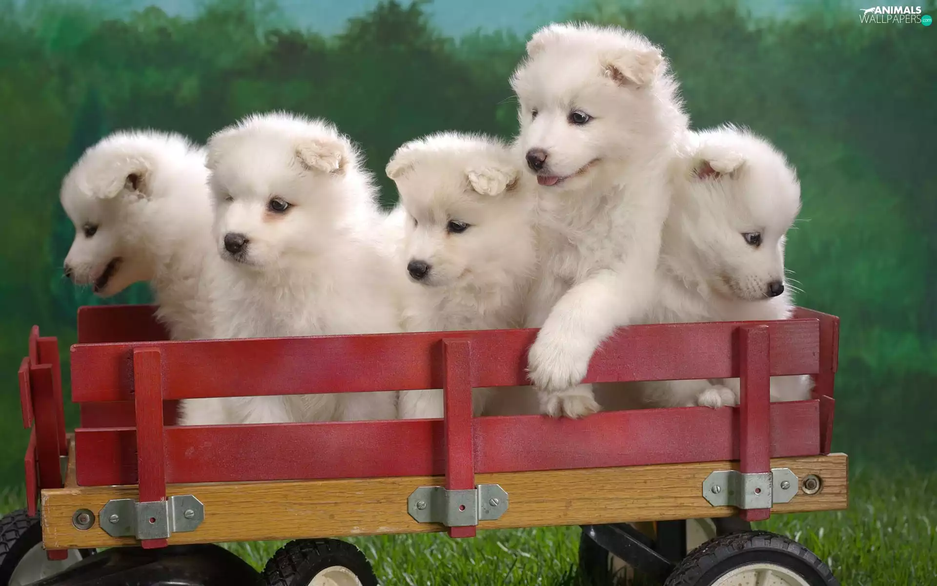 Samojed, trolley, sweet, puppies, five