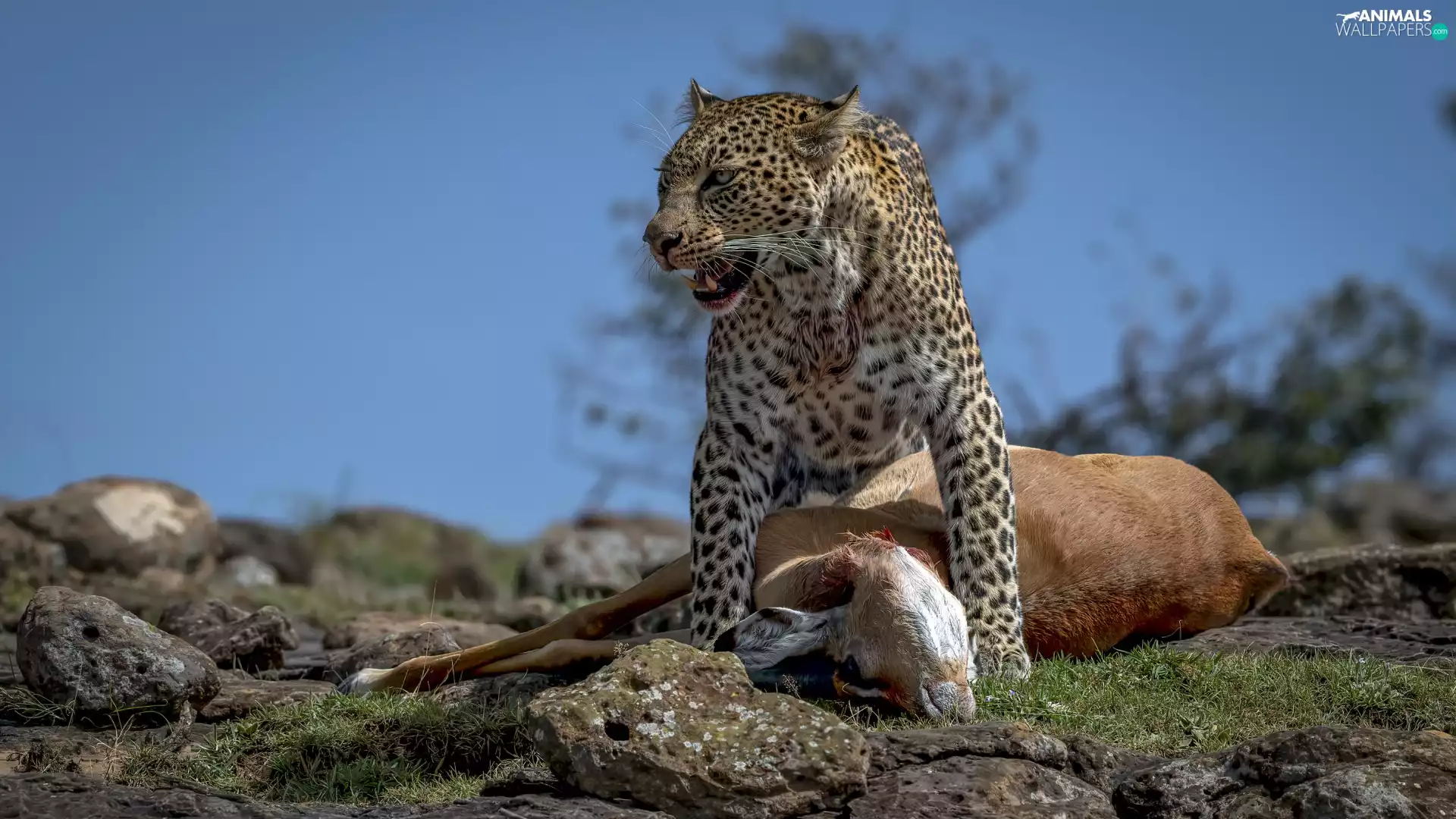 trophy, Leopards, hunting