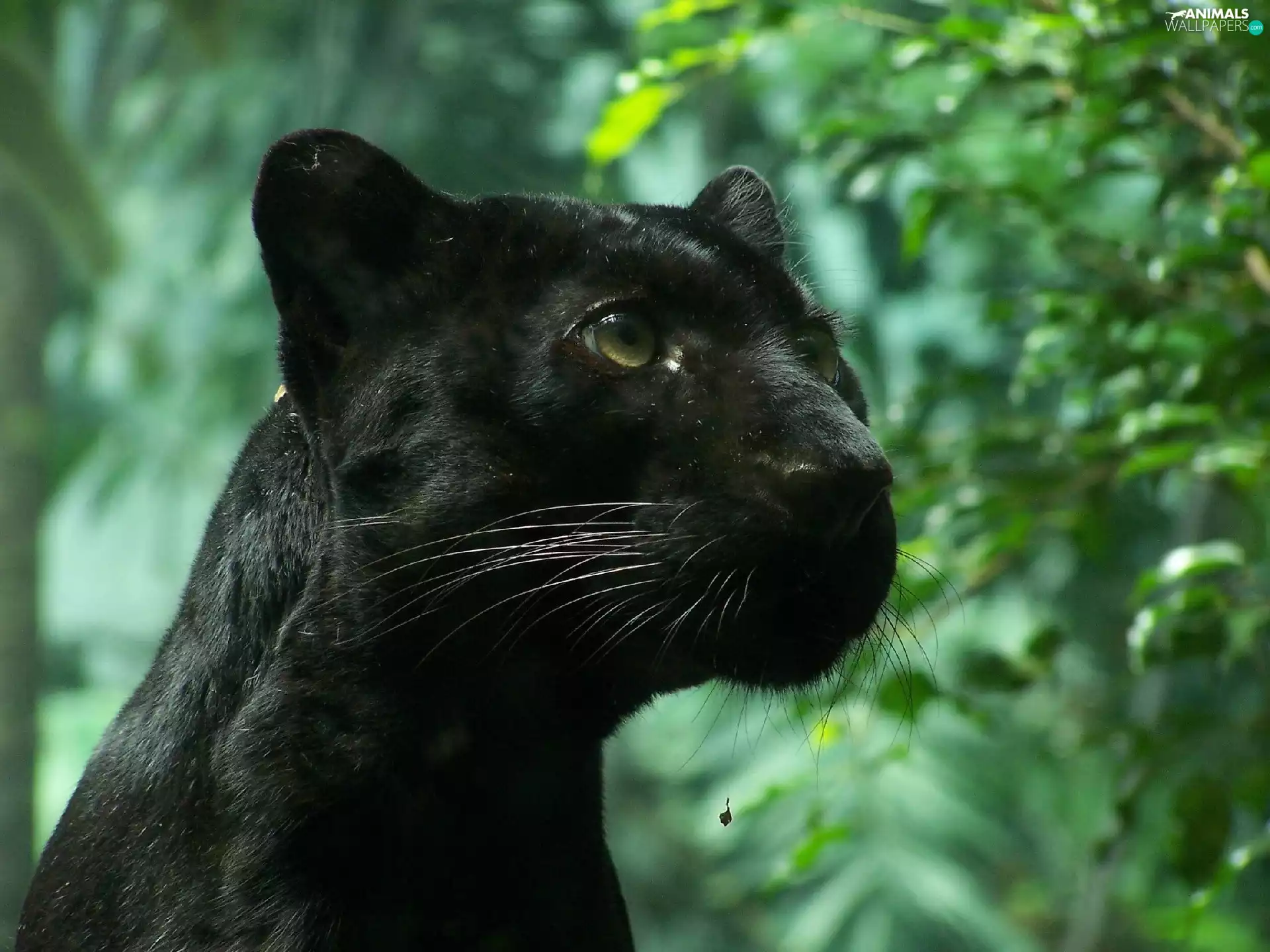 trophy, Panther, watching