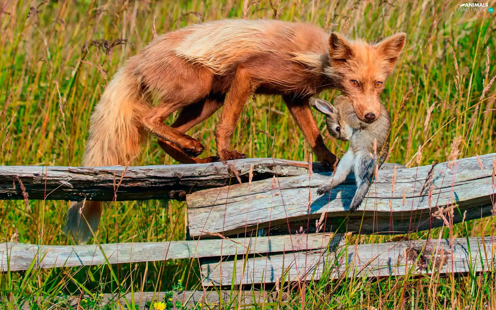 Wild Rabbit, Fox, trophy