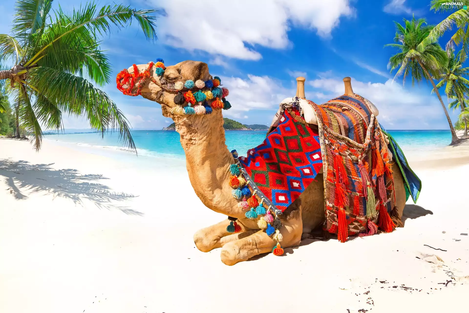 Sand, Camel, sea, Tropical, Palms, Beaches