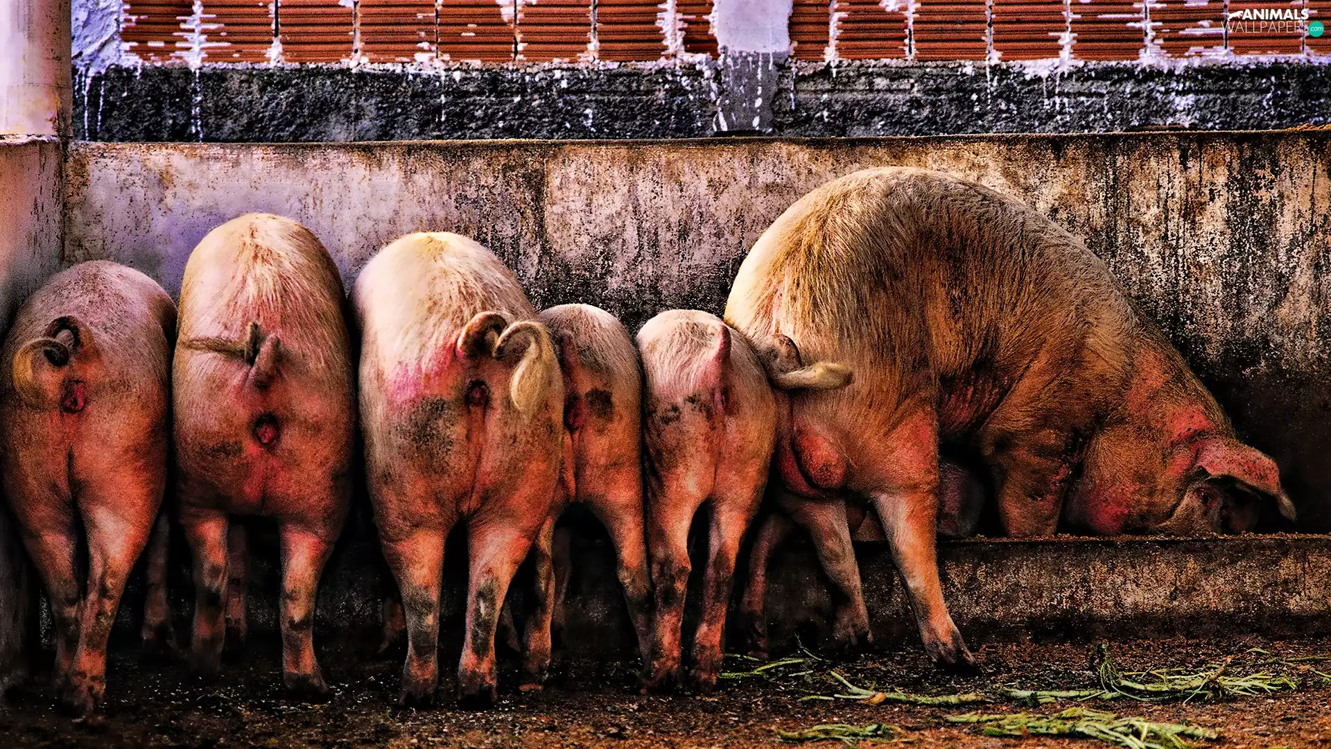 Trough, Pigs, at
