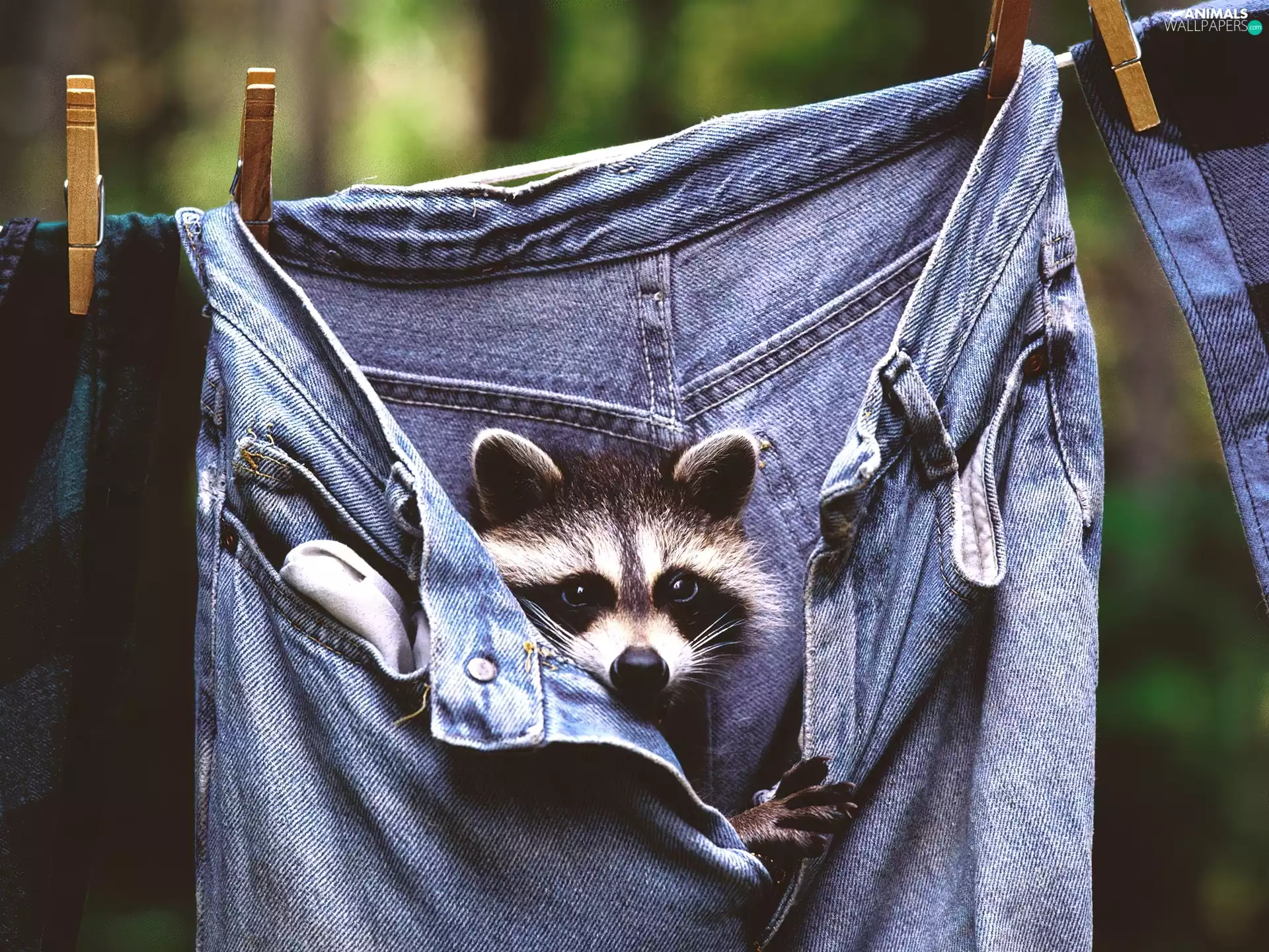 raccoon, Jeans, Buckles, trousers