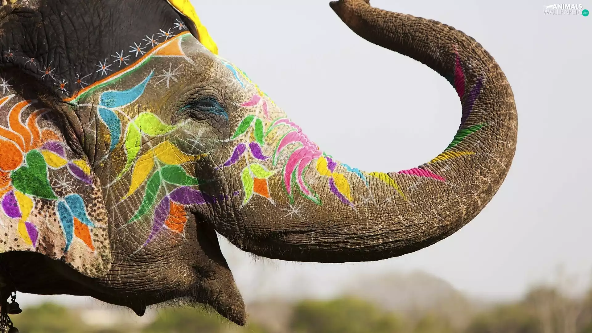 trumpet, color, Elephant