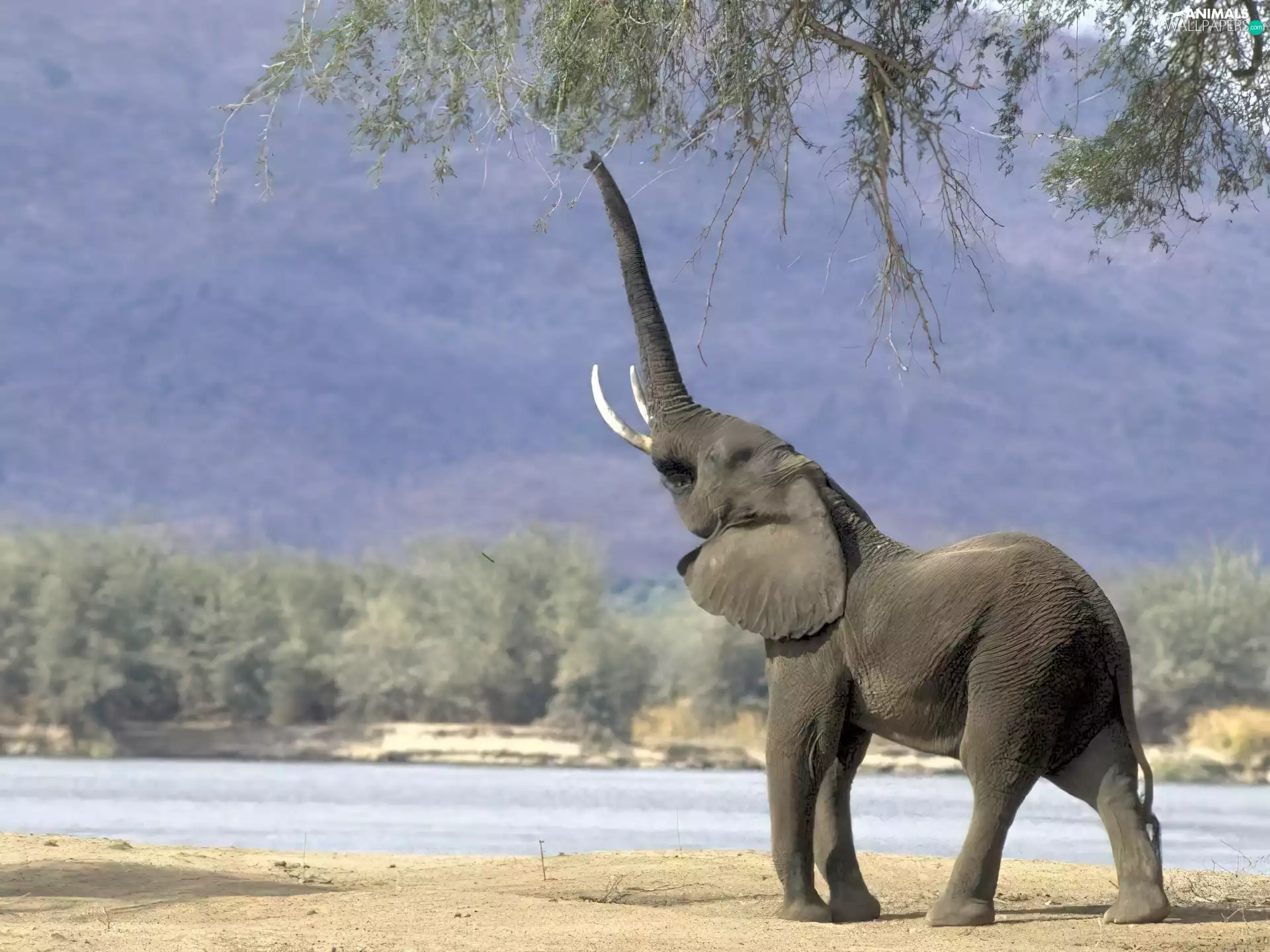 Elephant, Do, Mountains, trumpet