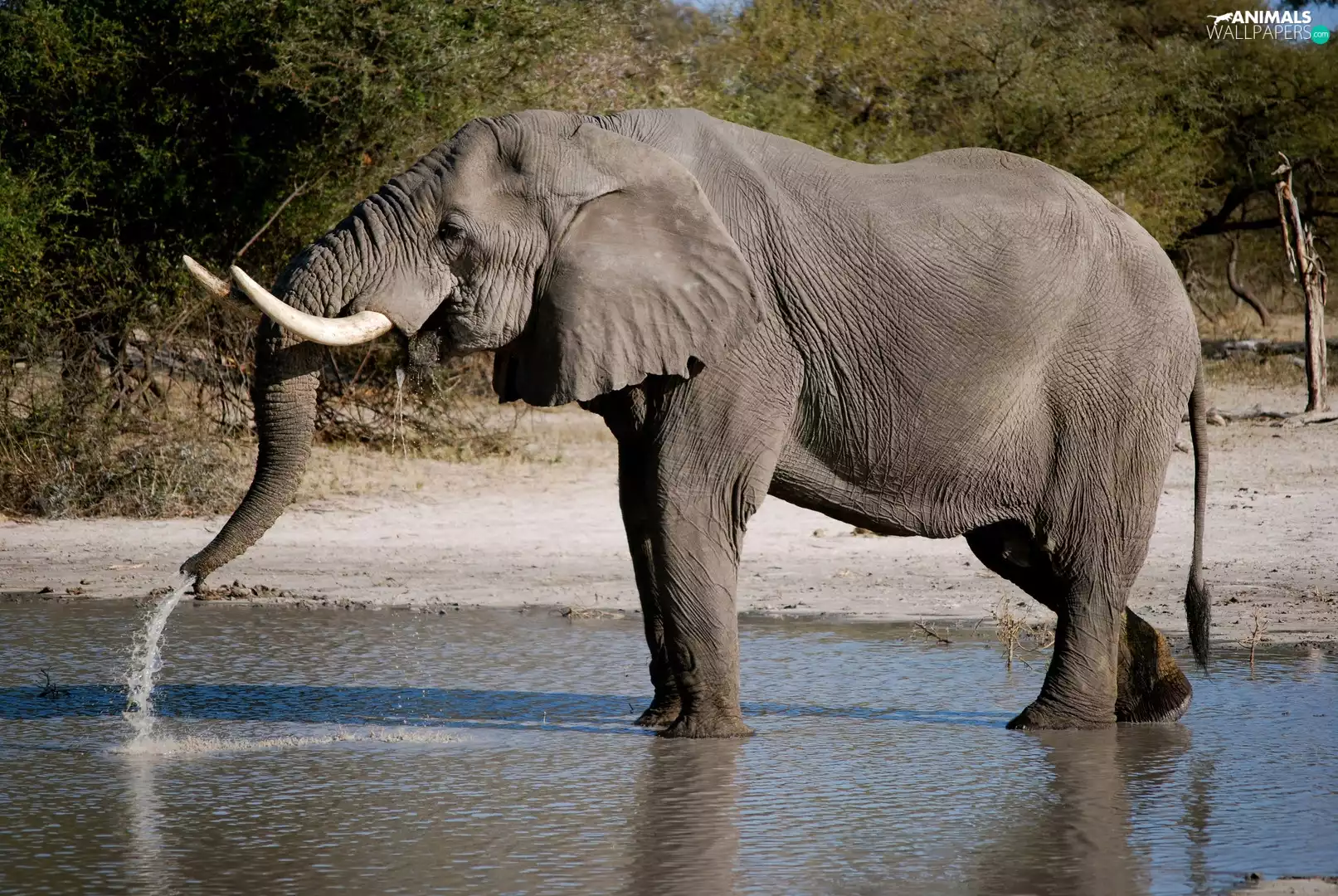 Elephant, canines, water, trumpet