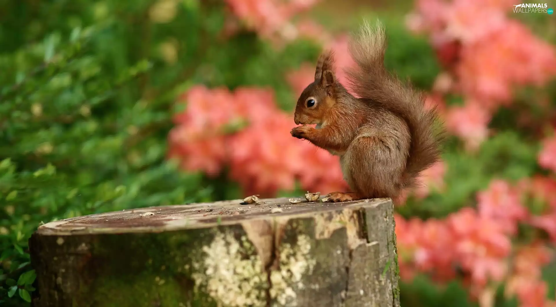 blurry background, squirrel, trunk