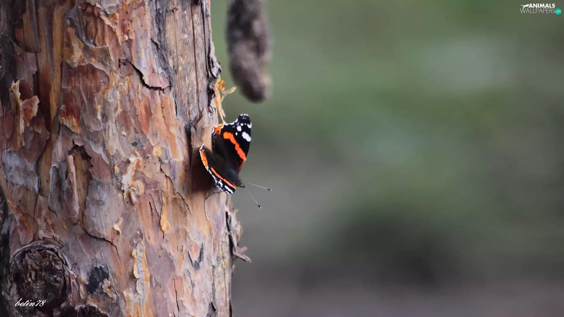 butterfly, trees, viewes, trunk
