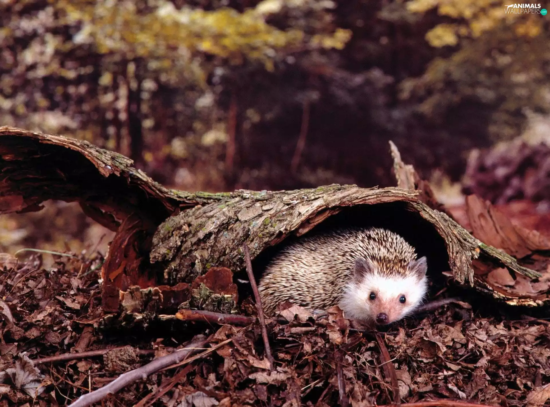 forest hedgehog, hedgehog, trunk