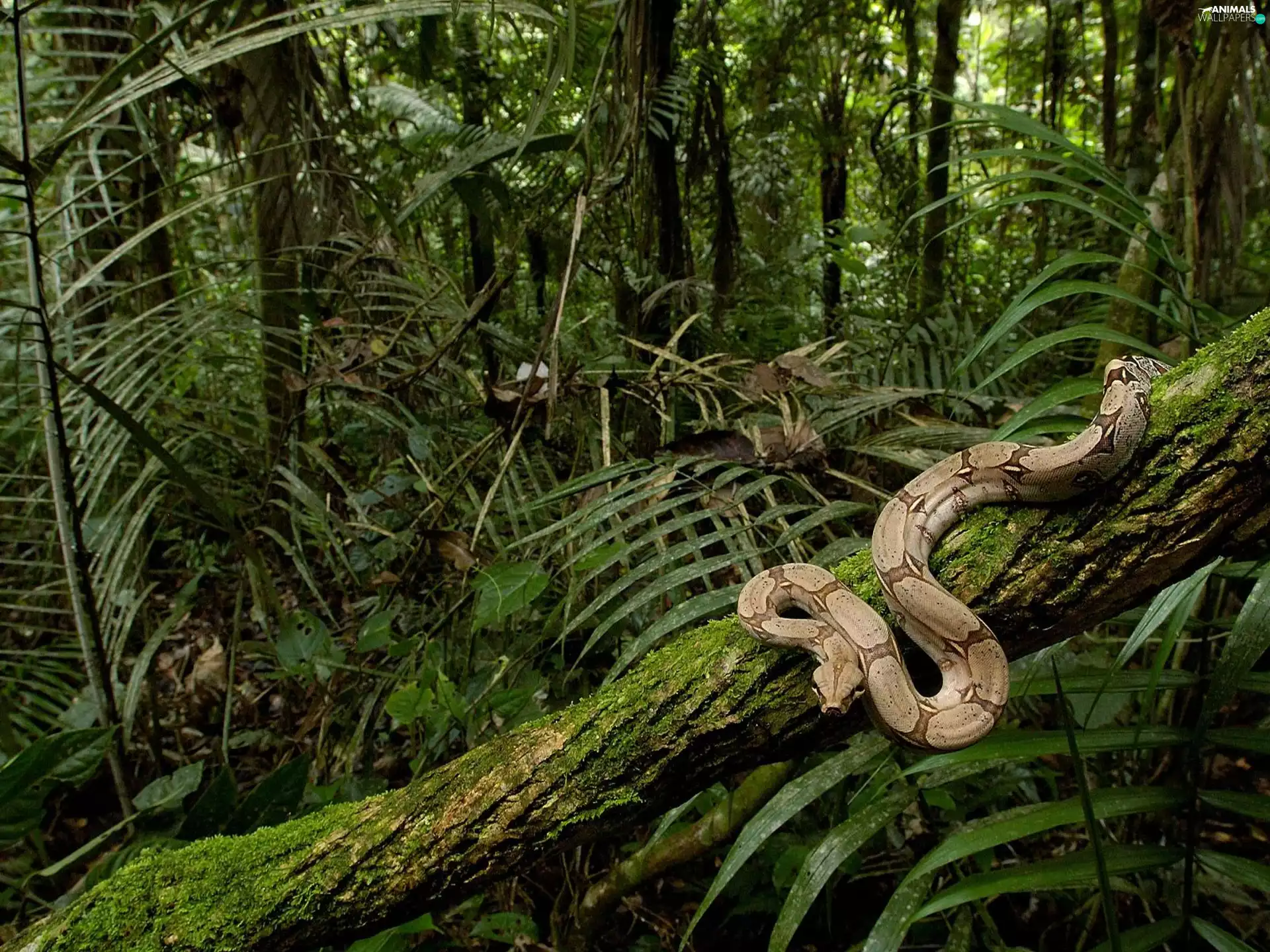 trunk, Snake, forest