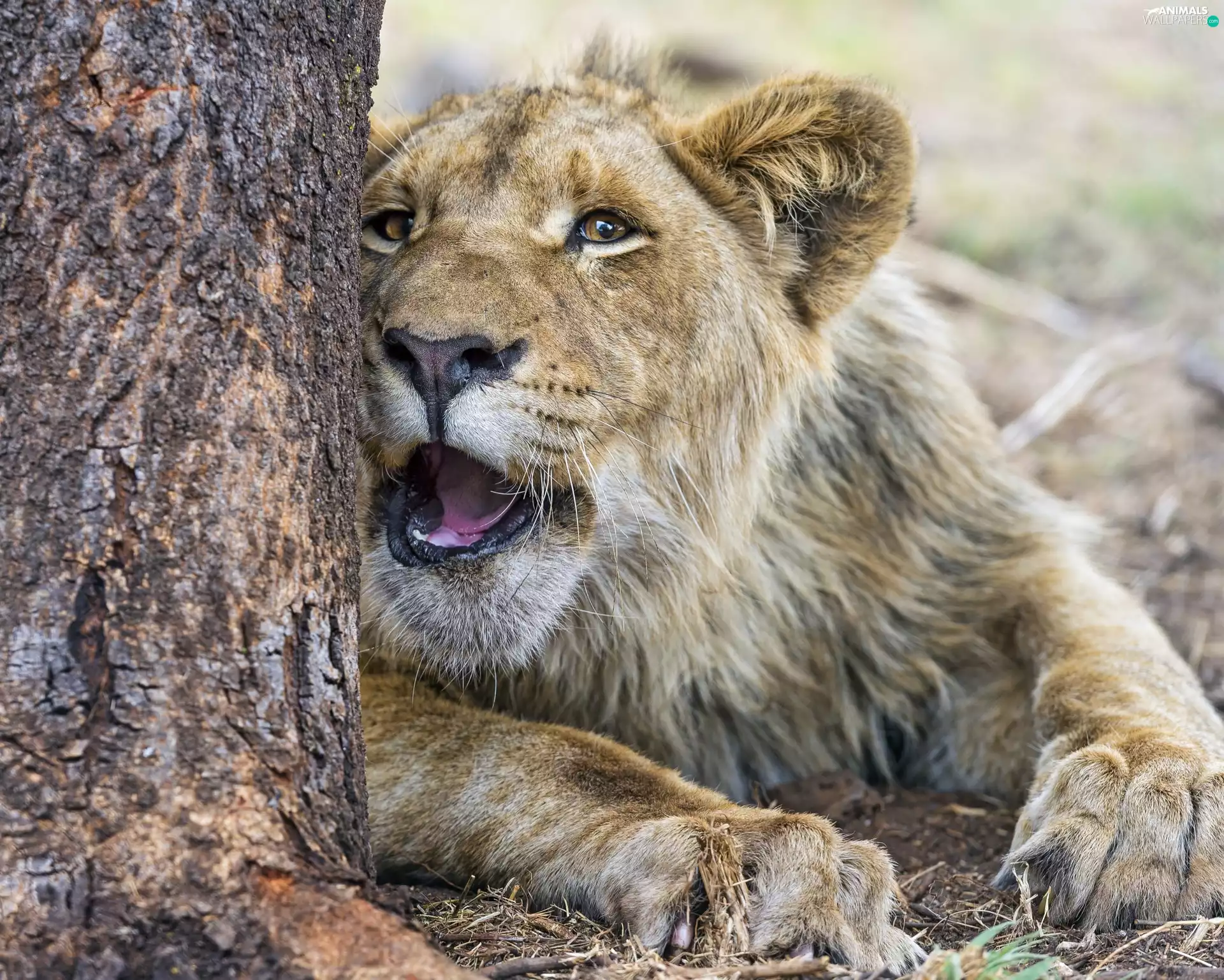 Lioness, fuzzy, background, trunk