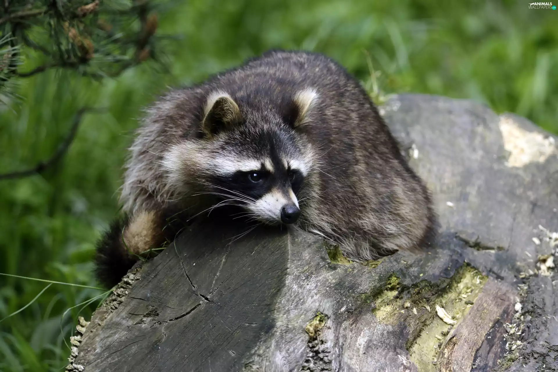 raccoon, trees, viewes, trunk