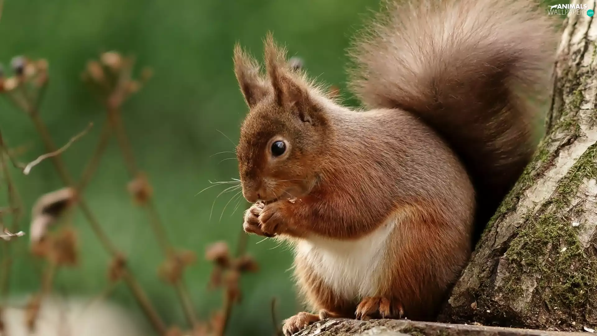 trunk, Ginger, squirrel