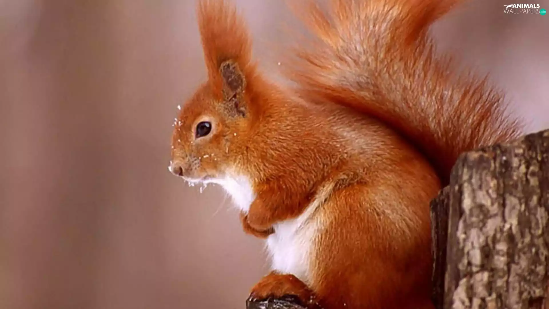 trunk, Ginger, squirrel