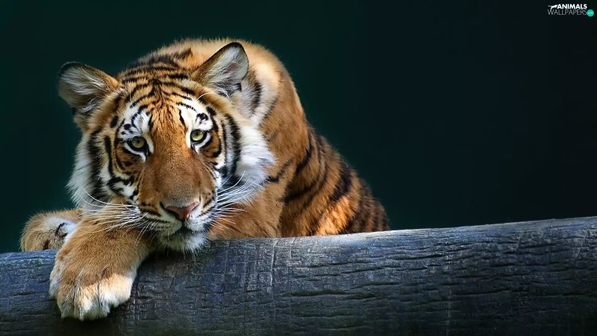 tiger, trees, viewes, trunk