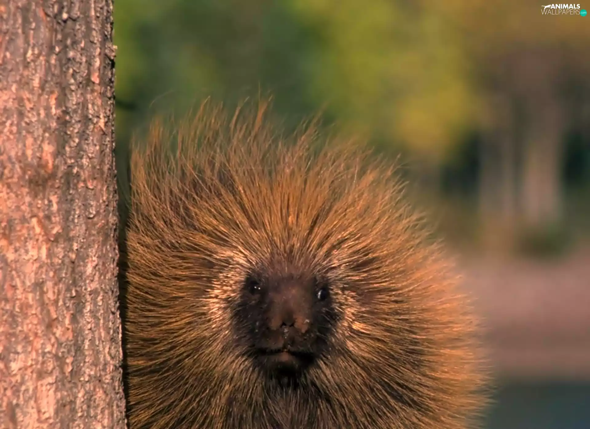 Urson, trees, viewes, trunk
