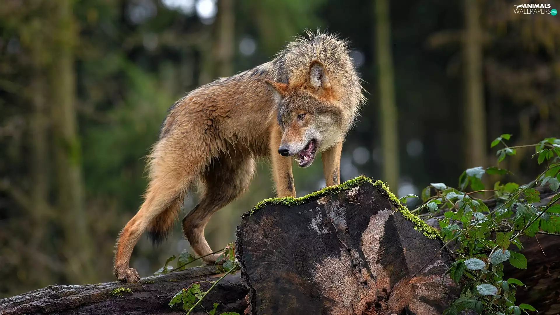 Wolf, forest, Leaf, trunk