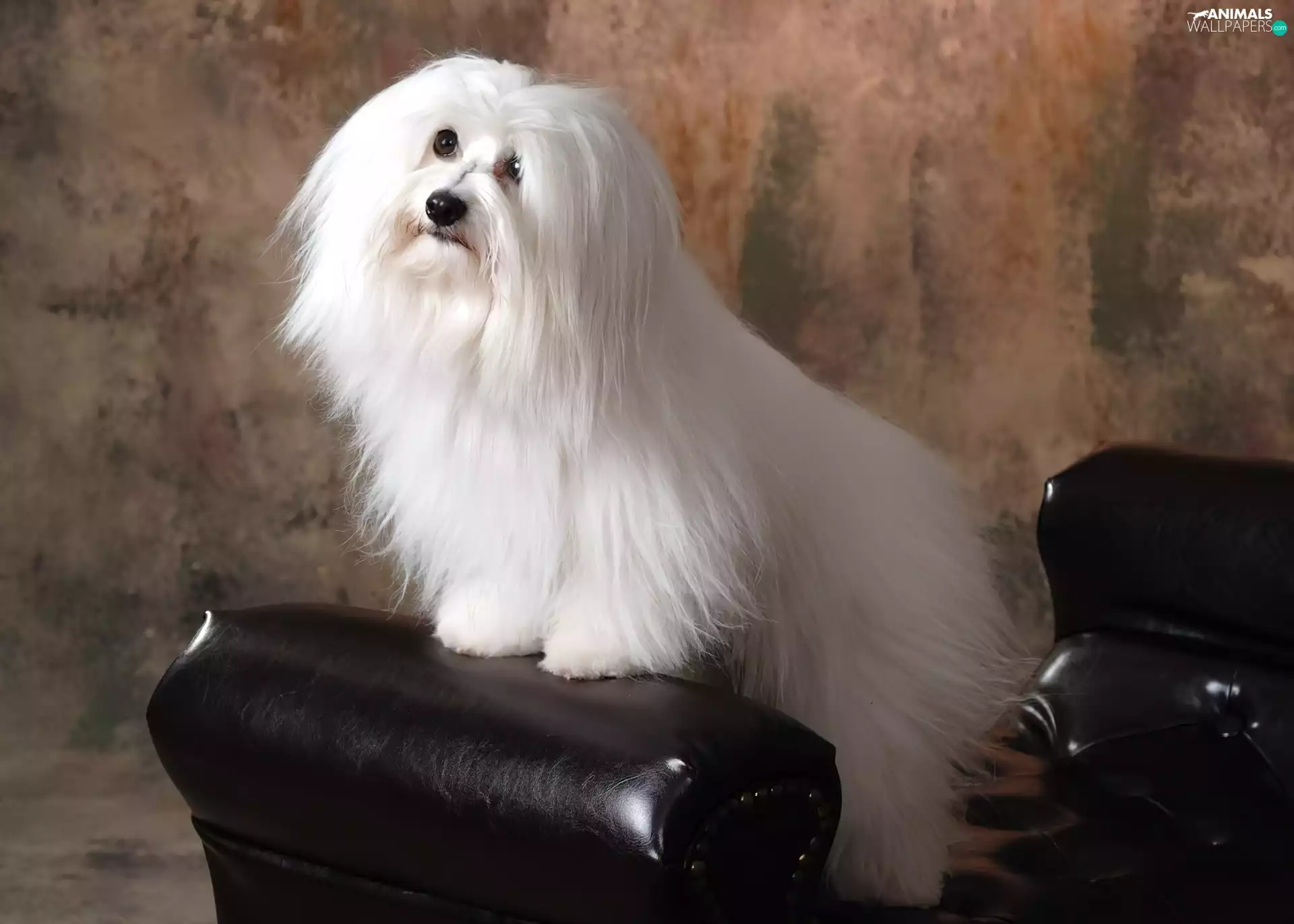 combed, Coton de Tulear