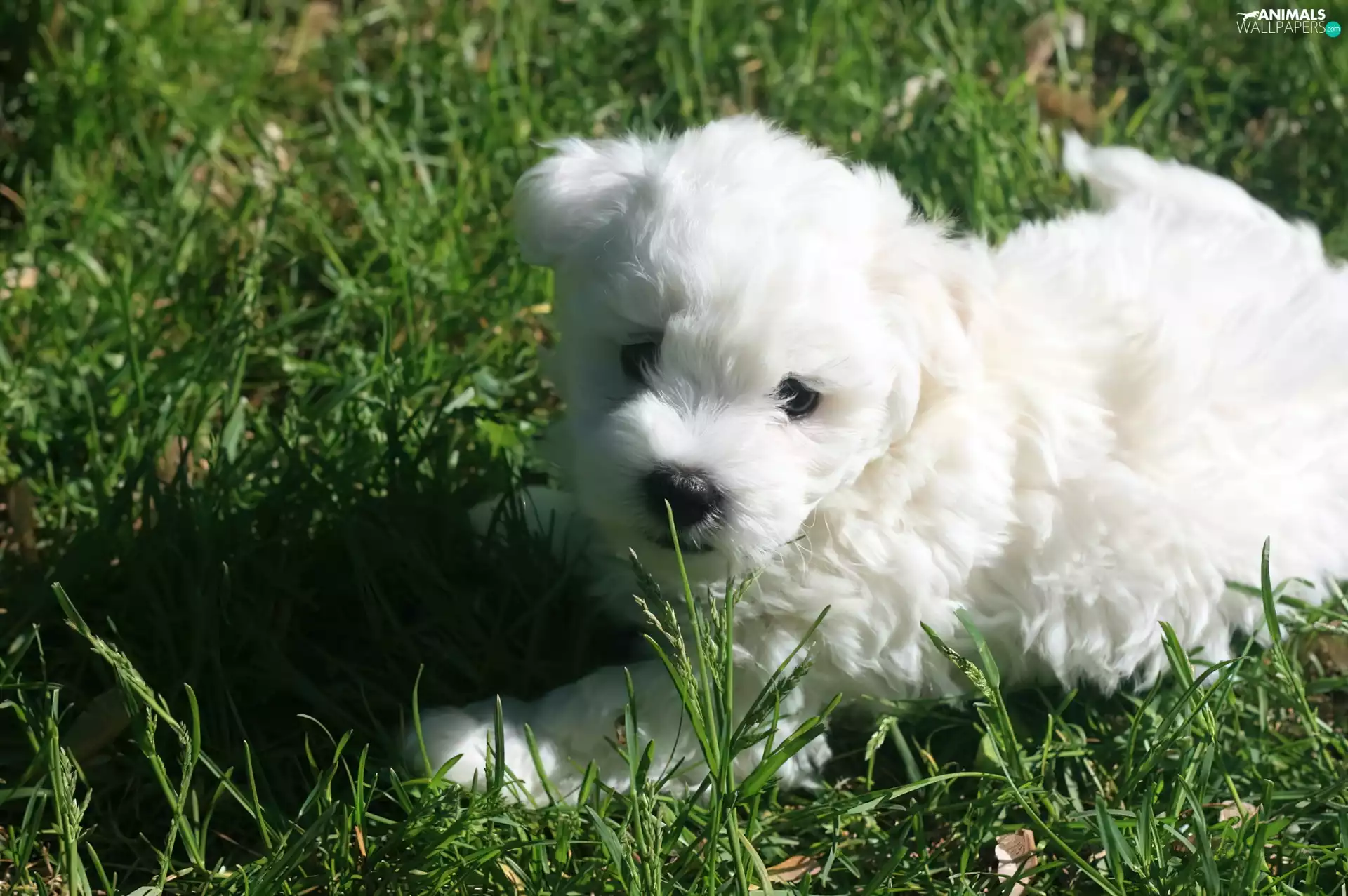 White, Coton de Tulear