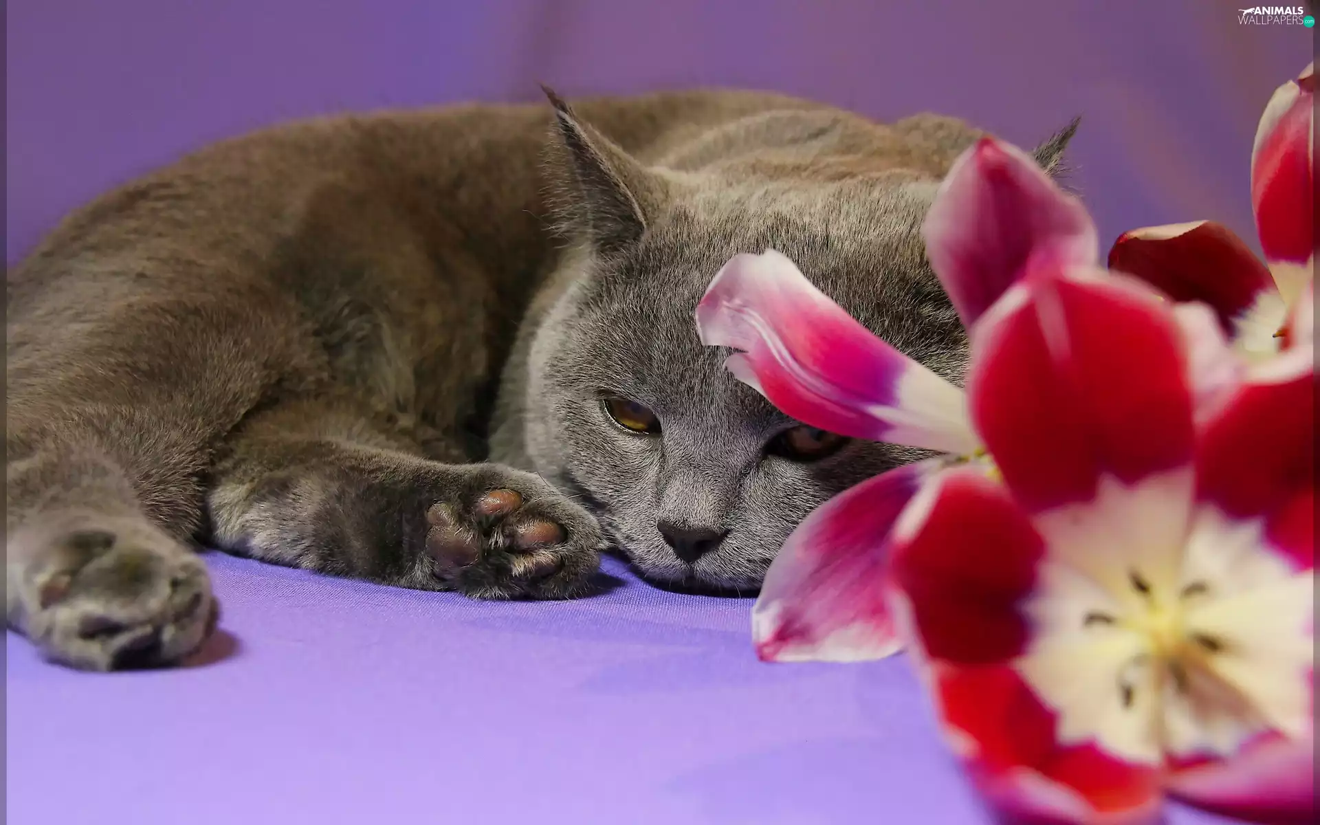 Tulips, cat, British