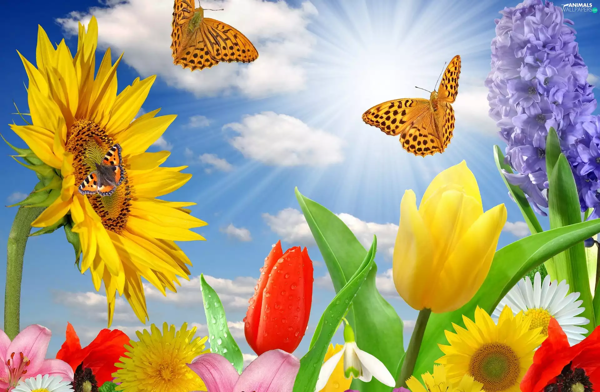 butterflies, Nice sunflowers, Tulips