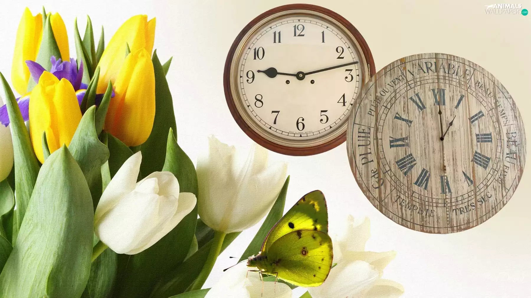 color, butterfly, clocks, Tulips